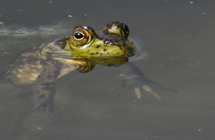 How to Raise a Pet Frog: Steps from Tadpole to Frog Raise a Pet Frog