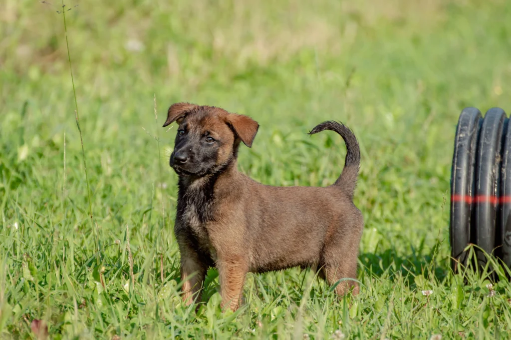 Belgian Malinois puppy training