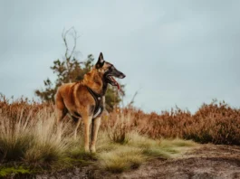 Dog Training for Belgian Malinois: A Complete Guide for Owners belgian malinois dog training session