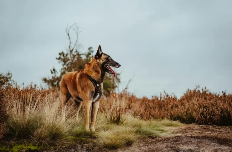 belgian malinois dog training session