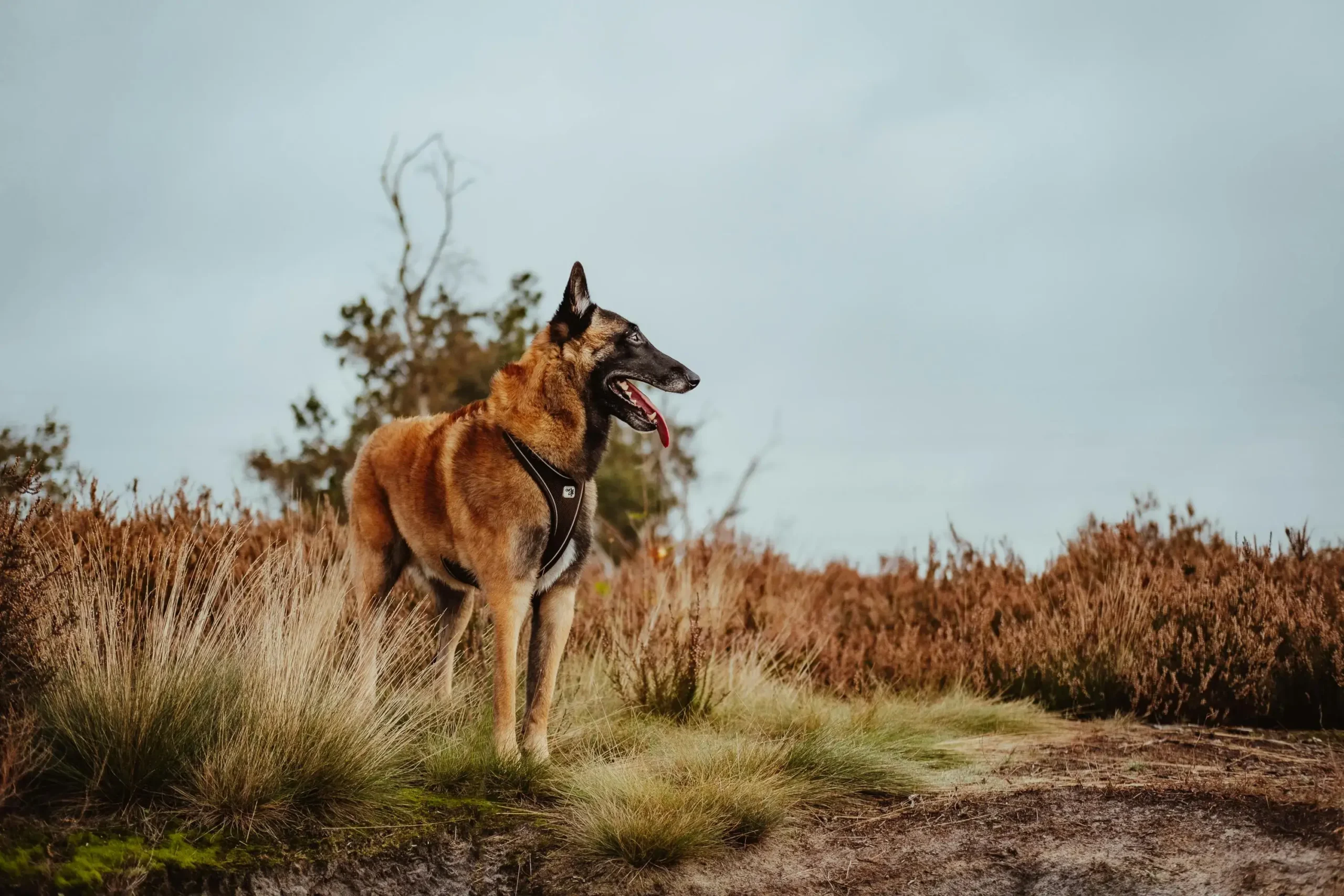 belgian malinois dog training session