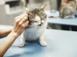 veterinarian performing pet health checkup for a dog