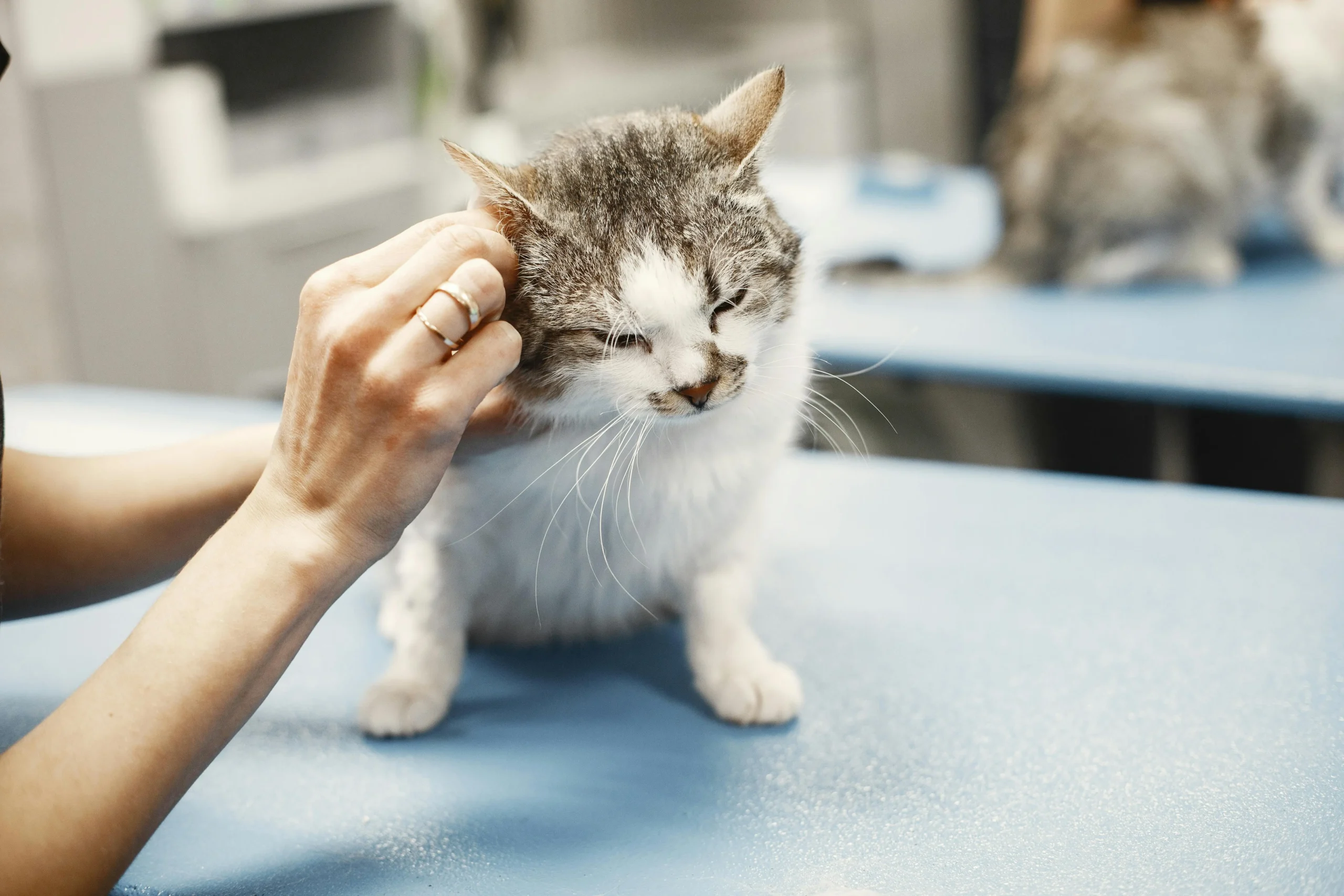 veterinarian performing pet health checkup for a dog