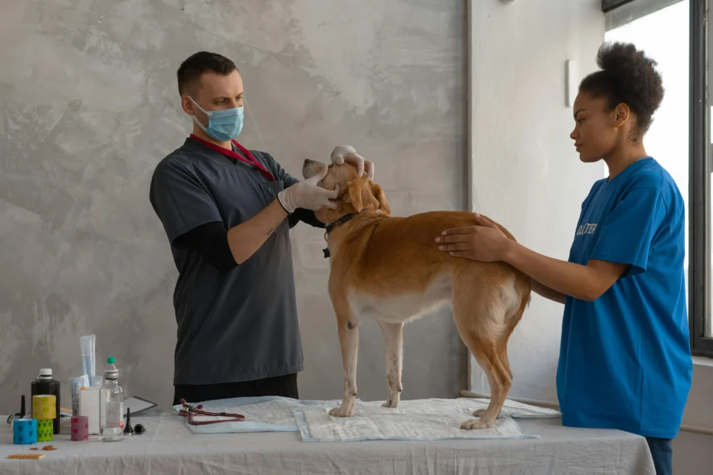veterinarian performing pet health checkup for a dog