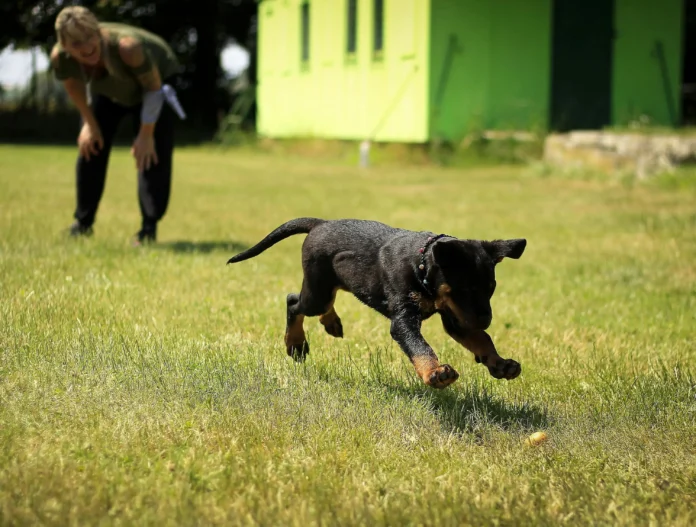 how to train a dog not to jump on people