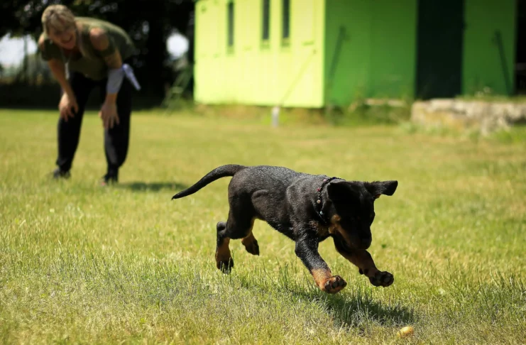 how to train a dog not to jump on people