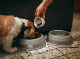 Best Food for 2 Month Old Puppy