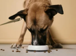 Nutritional Supplements for Cardiac Pets