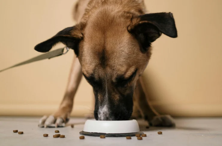Nutritional Supplements for Cardiac Pets