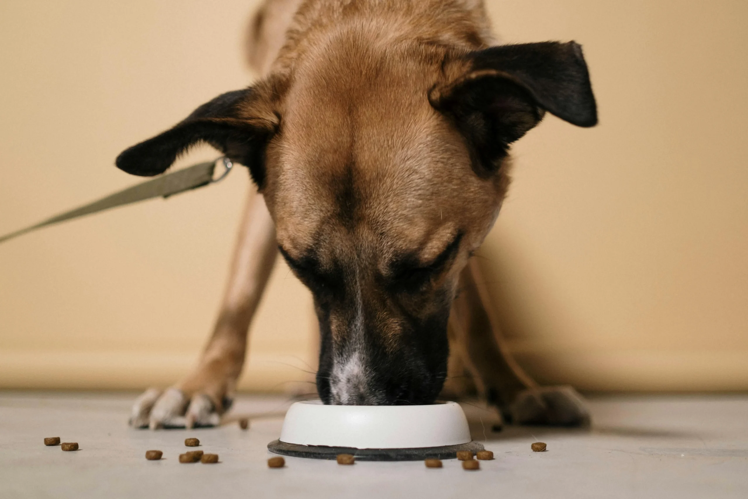 Nutritional Supplements for Cardiac Pets