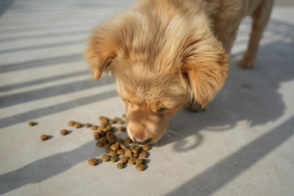 Best Food for 2 Month Old Puppy