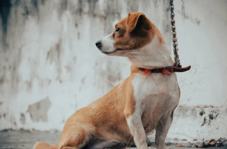 How to Train Your Dog to Behave in the House