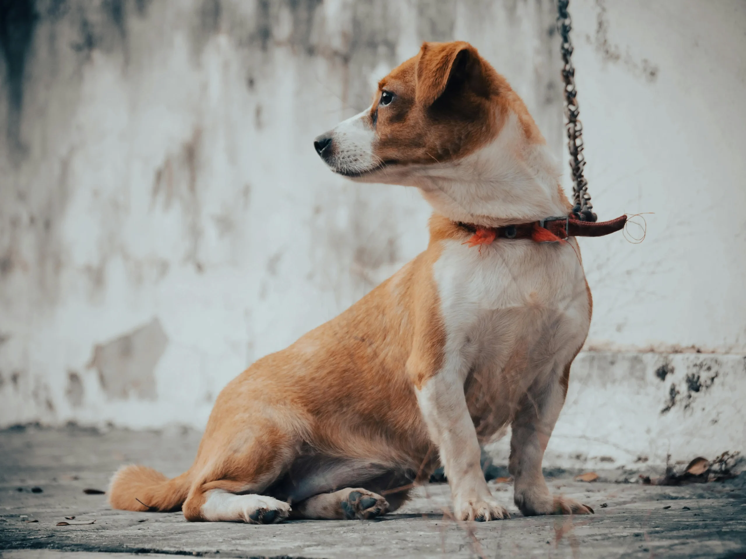 How to Train Your Dog to Behave in the House