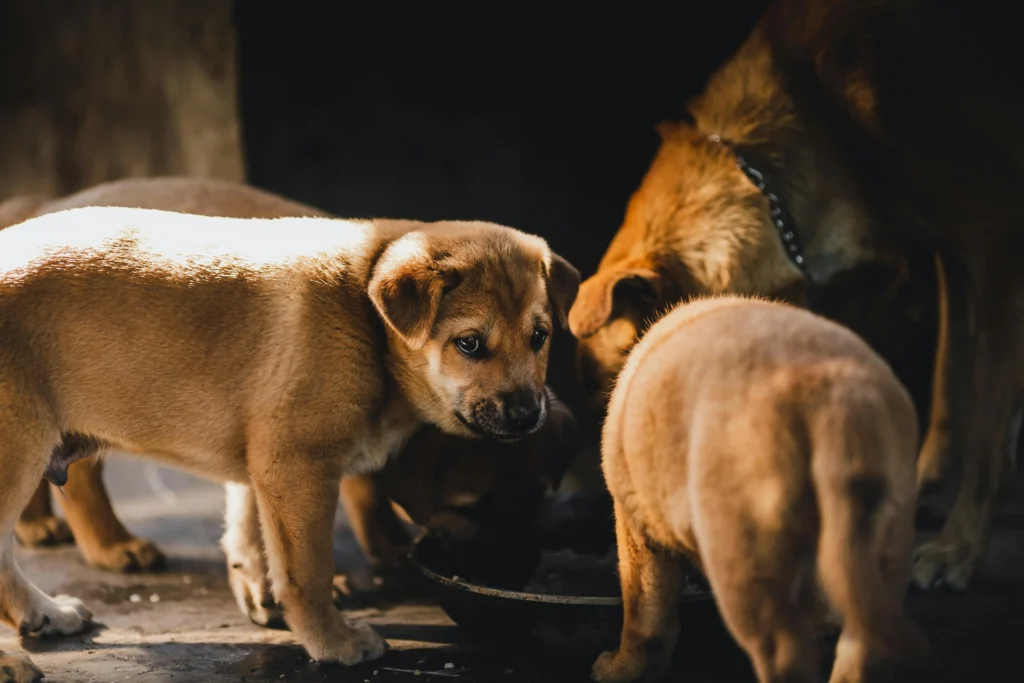 Best Food for 2 Month Old Puppy