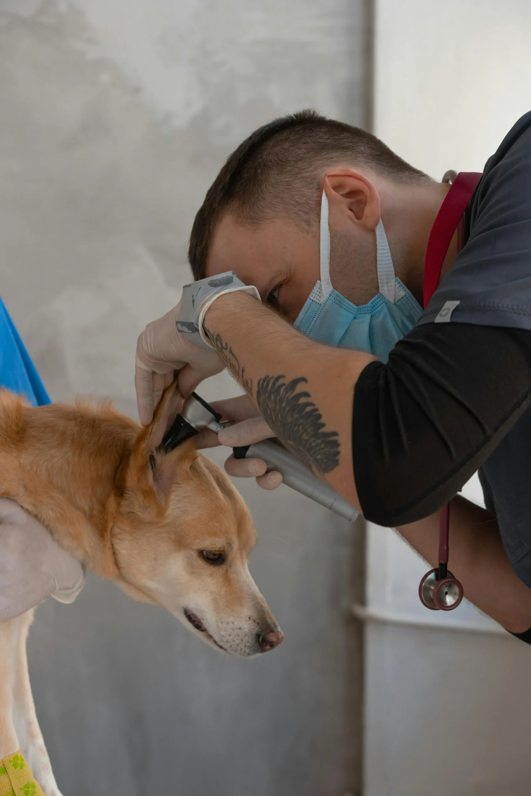 Can You Flush a Dog’s Ear With Water