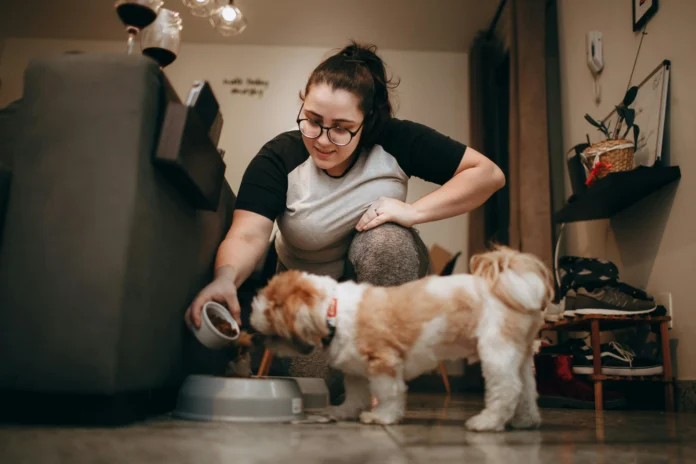 What Can I Feed My Dog to Gain Weight Fast