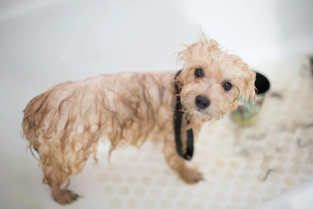 How Often Should I Bathe My Dog in Winter