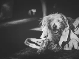 How Often Should I Bathe My Dog in Winter