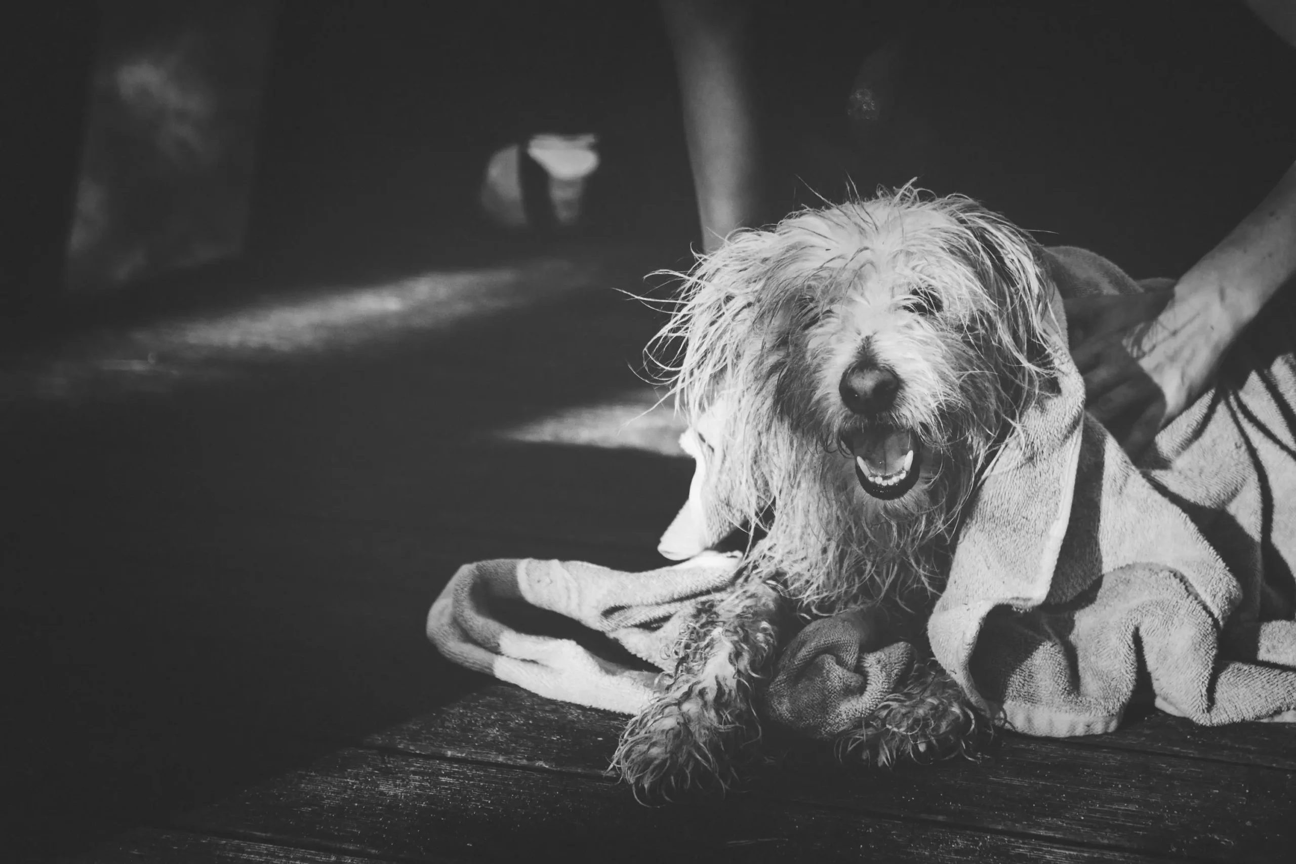 How Often Should I Bathe My Dog in Winter