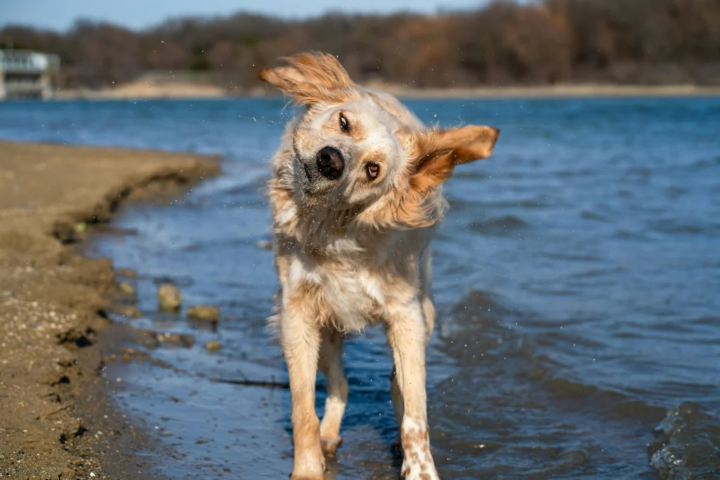 Can You Flush a Dog’s Ear With Water