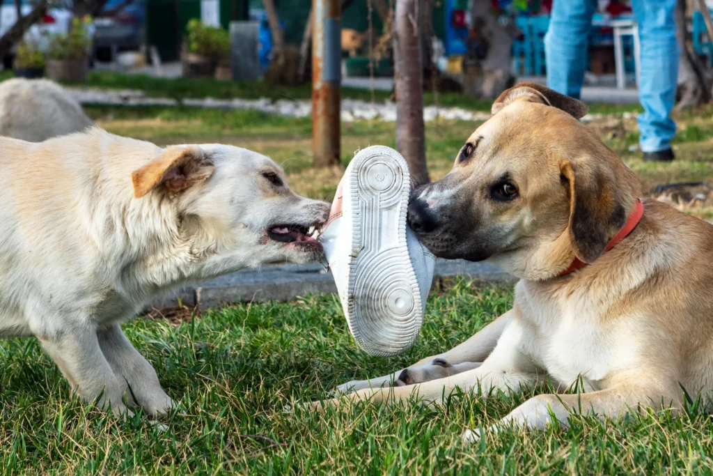 What Is a Red Flag Puppy’s Behavior