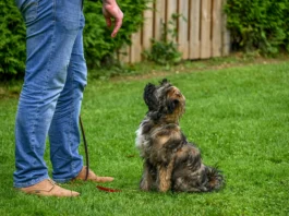 What Is a Red Flag Puppy’s Behavior
