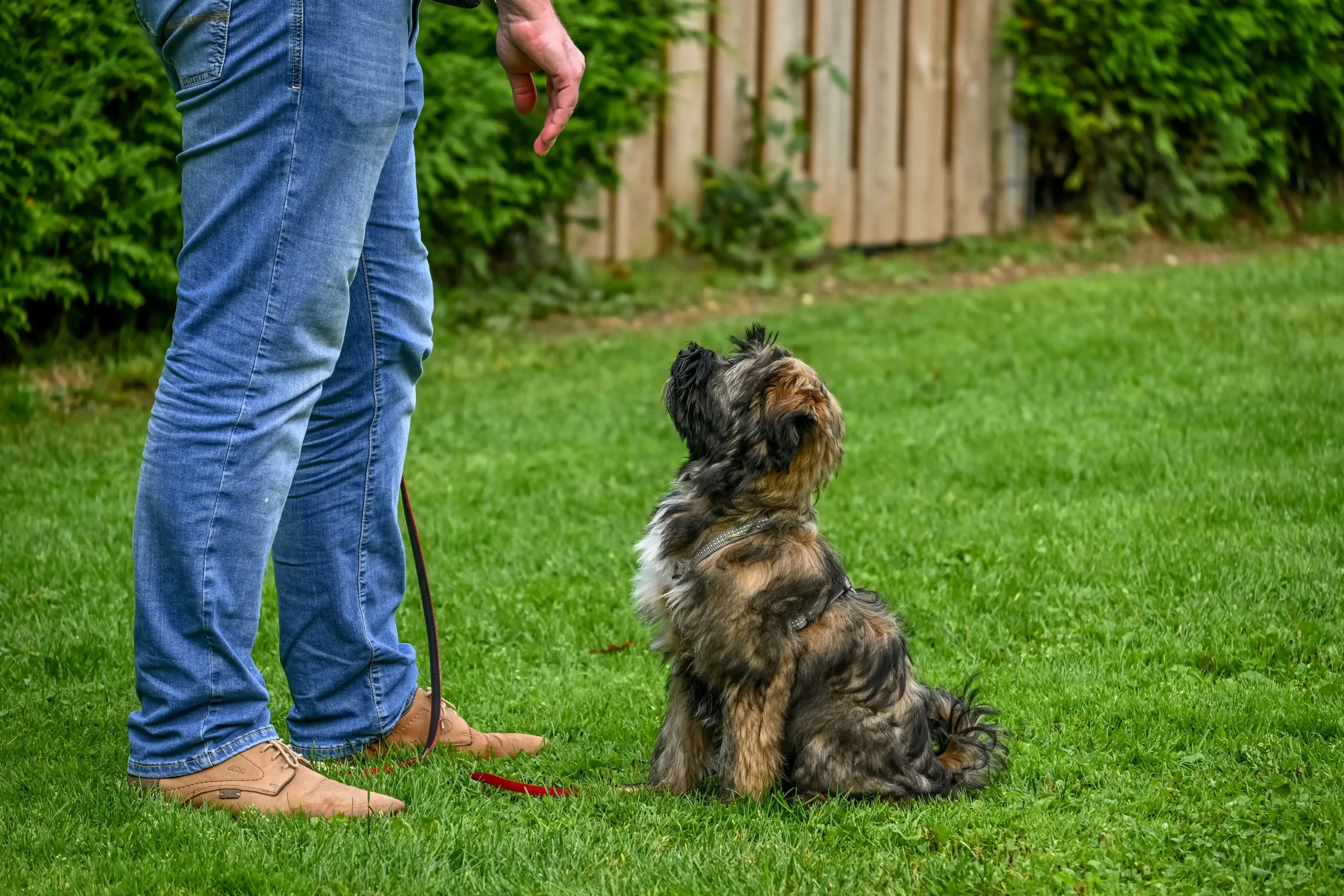 What Is a Red Flag Puppy’s Behavior