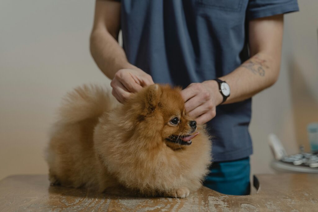 Can You Flush a Dog’s Ear With Water