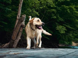 What Is the 7-7-7 Rule for Dogs? What Is the 7-7-7 Rule for Dogs