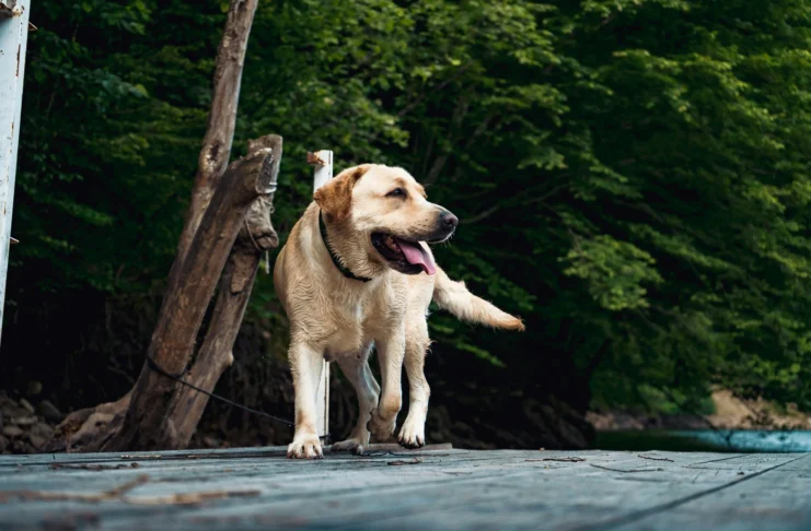 What Is the 7-7-7 Rule for Dogs