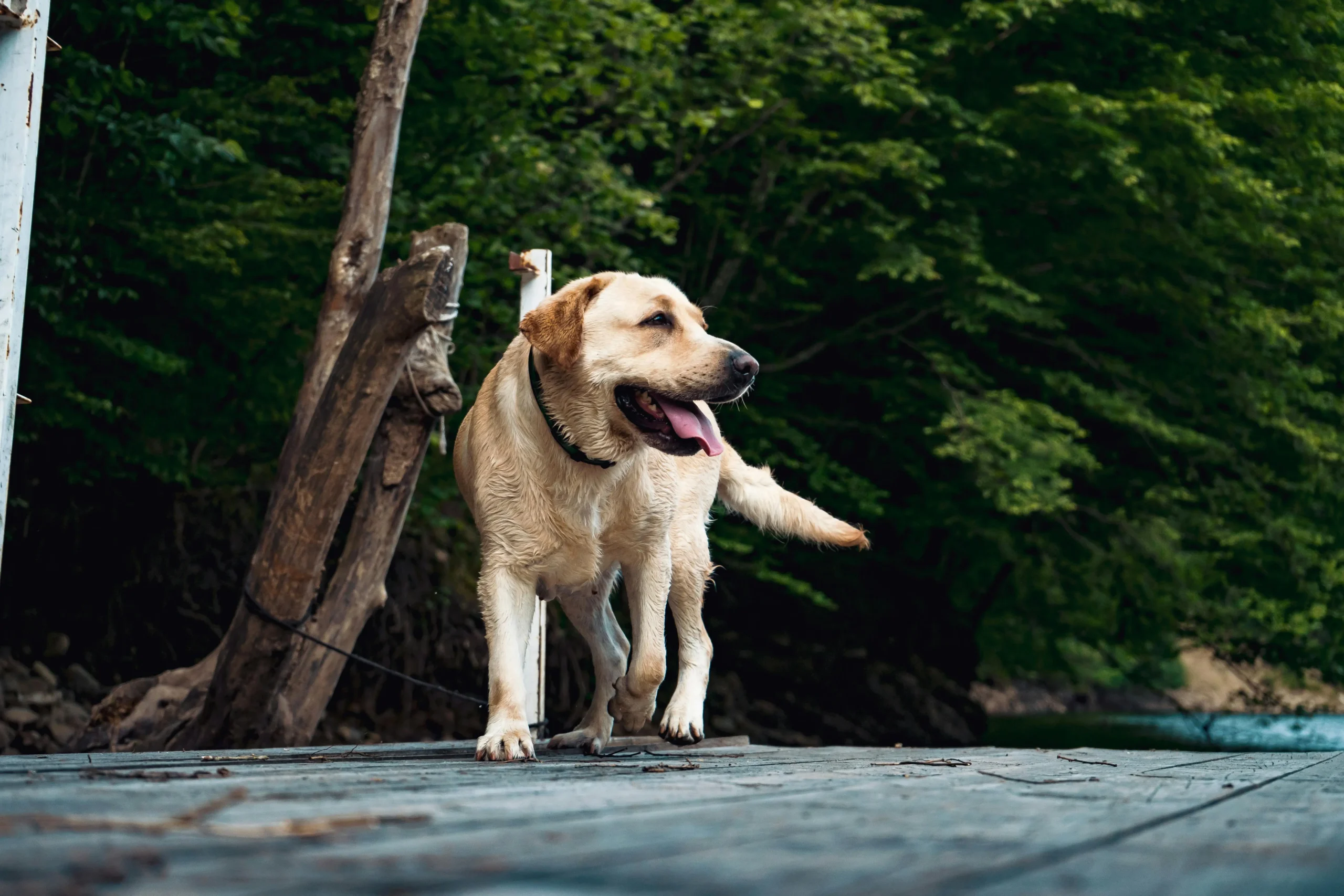 What Is the 7-7-7 Rule for Dogs