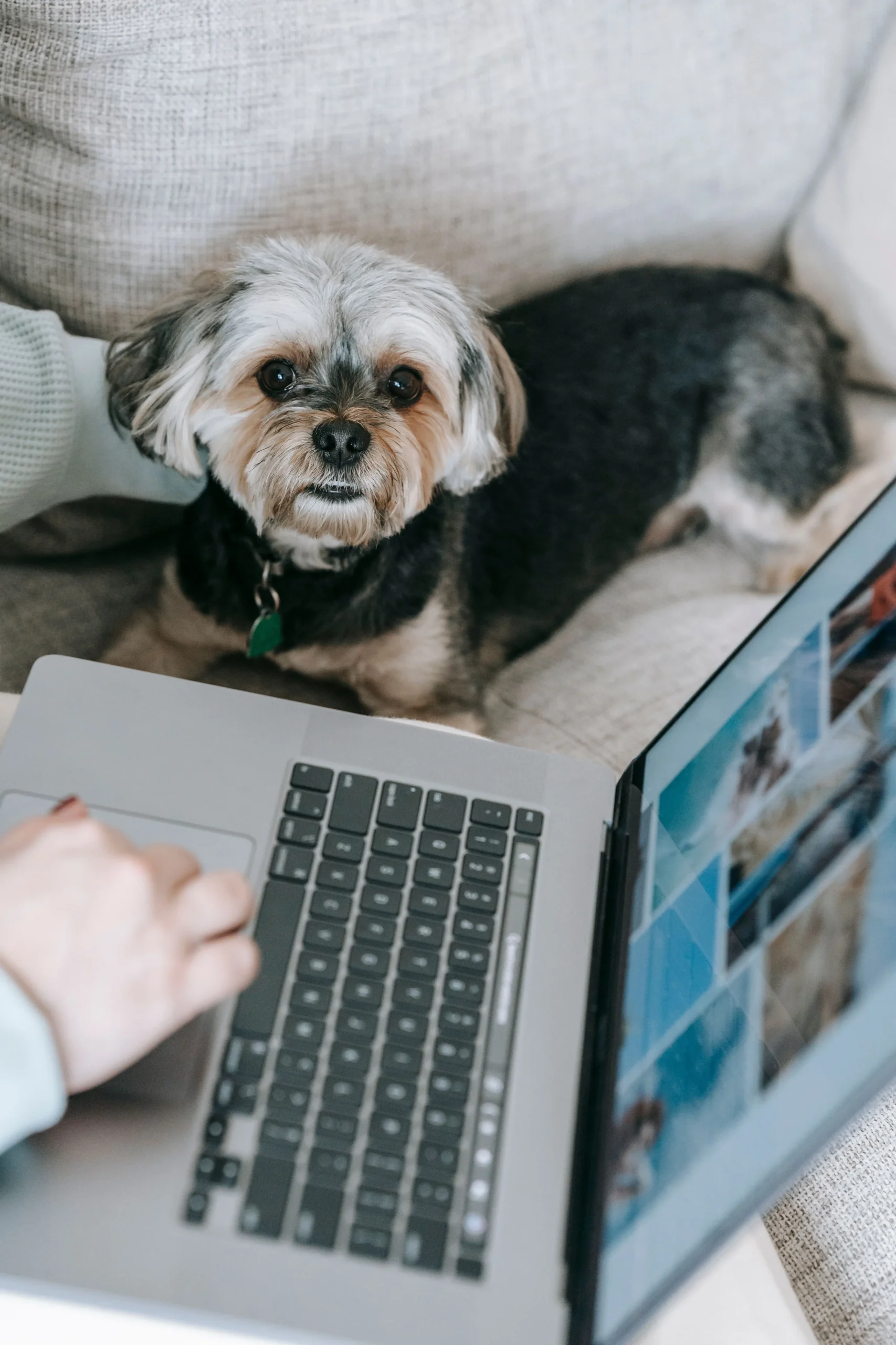 SEO Backlinks for Pet Businesses